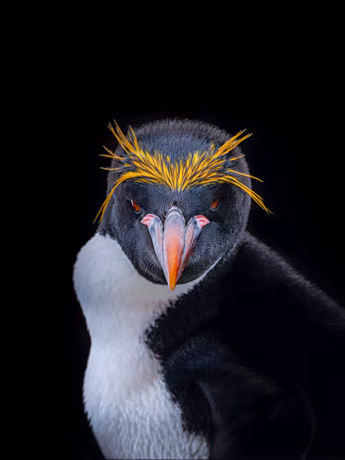 Item #1833942018307685364430672493149383567190945732151624631916381560458040049665 Media