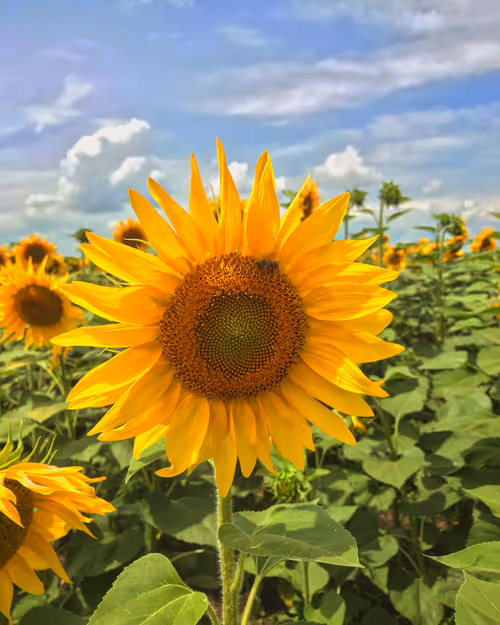 Item #68021680421370609917971695803708180506045537231368972803899735087824465035265 Media