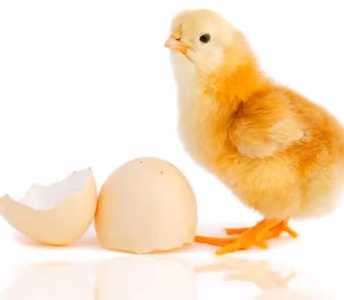 Untitled Collection #63209282