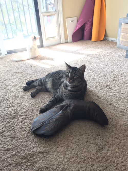 Item #66606156072709355934010029988918331953979457548915006299011308048999352631297 Media