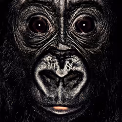 109162157552346088047496633038404394118504199992061596446112929756862780276737