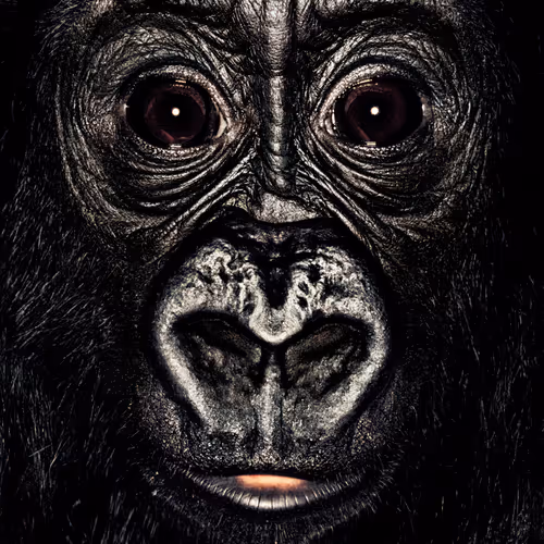 109162157552346088047496633038404394118504199992061596446112929756862780276737