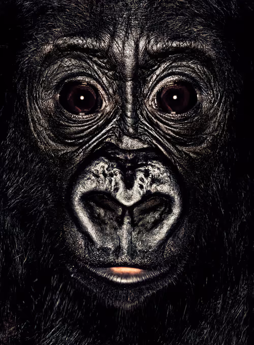 Item #109162157552346088047496633038404394118504199992061596446112929756862780276737 Media