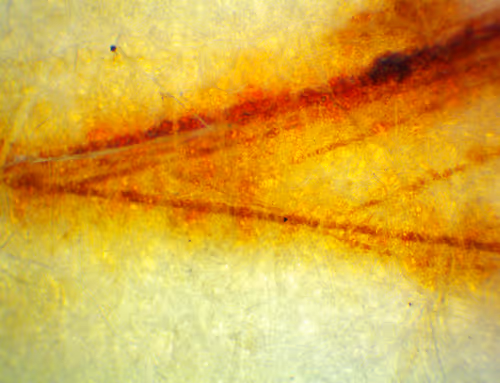 Item #71646257518770613568983710813551014237803002136866425209291834296773935890433 Media