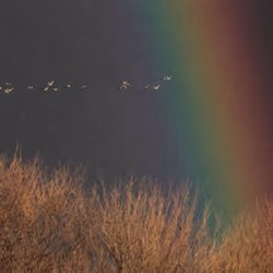 Snow Geese in the Rain