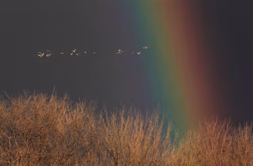 Item #75267556915026964297793292462611950567301118445284821533376532372971747016705 Media