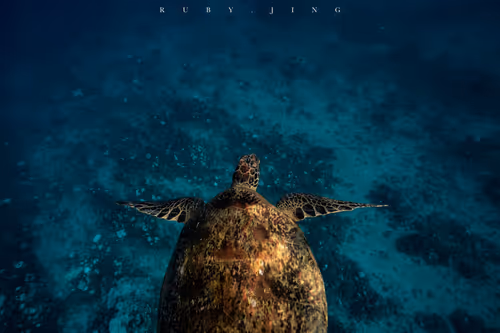 Item #75775185799272849085271004632709043340311400921657001030137476931439535587329 Media