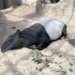 Memories of a trip to Kobe Animal Kingdom