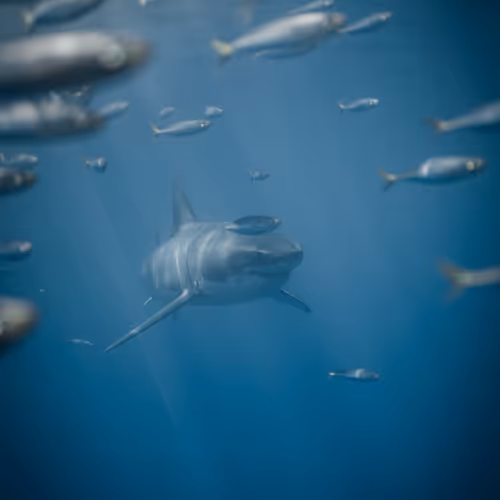 Underwater Explorers Collection