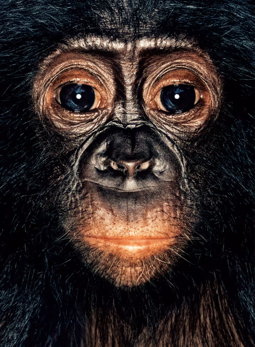 Item #109162157552346088047496633038404394118504199992061596446112929761260826787841 Media