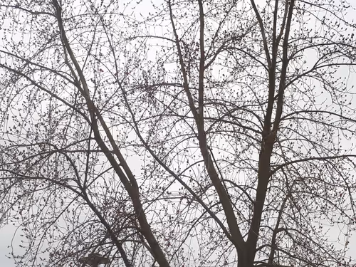 Item #13665938074563914331498291329920780757136253607588816979915017113385366978561 Media