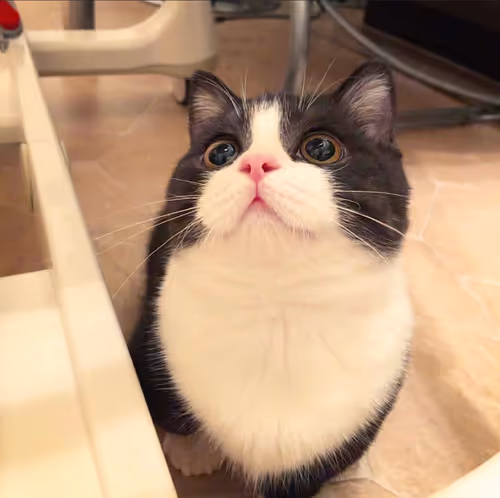 Item #506614017608188570824604822011872825915664813029036437365082873726735745025 Media