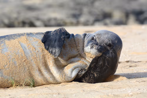 Item #82668664347853387025205030792162106913974488761724448252059371124684423692289 Media