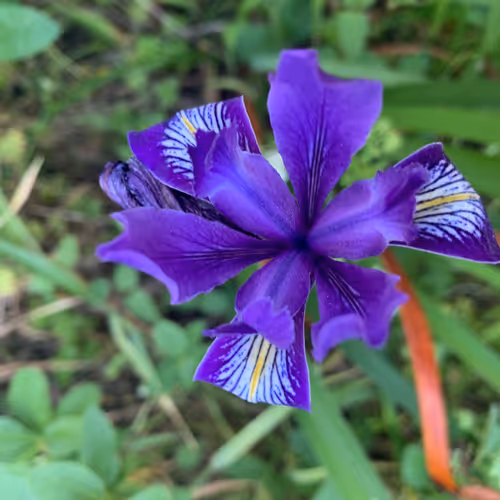 Item #81393590591900820048764161252744971355919767669927954307435201809085492101121 Media