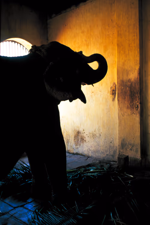 Item #86548725640412939474759328435458413273606034301935223516816389274334562091009 Media