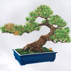 Hand Painted Bonsai #0006