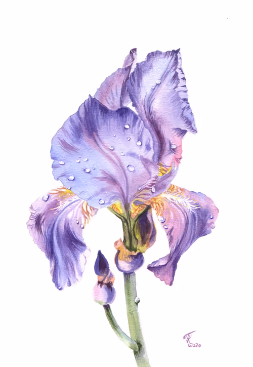 Item #107725884450228236014973938527393161601978279092046824683445385244995064168449 Media