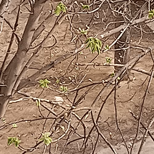 DaraElena Collection