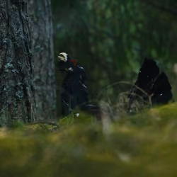 Capercaillie #9