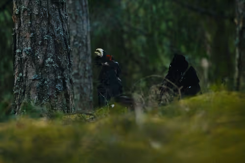 Item #38839638016567787645850386544013293643521983549526356004596178364137706881025 Media