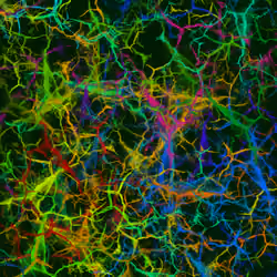 Psychedelic Neuron #0201