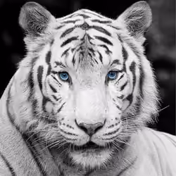 sumatran