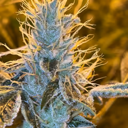 NFTHC GODZILLAGLUE #1