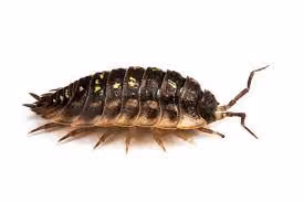 woodlice