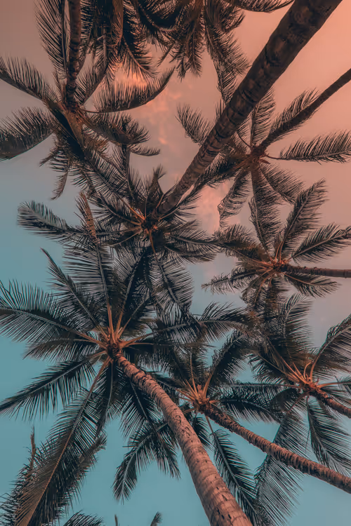 Somewhere Else: 067 - Palm Tree Huddle