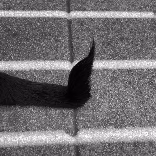 Item #56431751608181922231259635946092067407977788553703326303680802304153664618497 Media