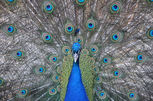 Item #106870078454534698311606461225664382982354268042883800261475775706804571340801 Media