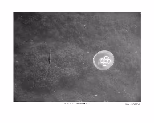 Item #24600310660482288606297797528155087939323639147399647196853483680922702184449 Media