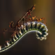 savassener_photosener Collection - old