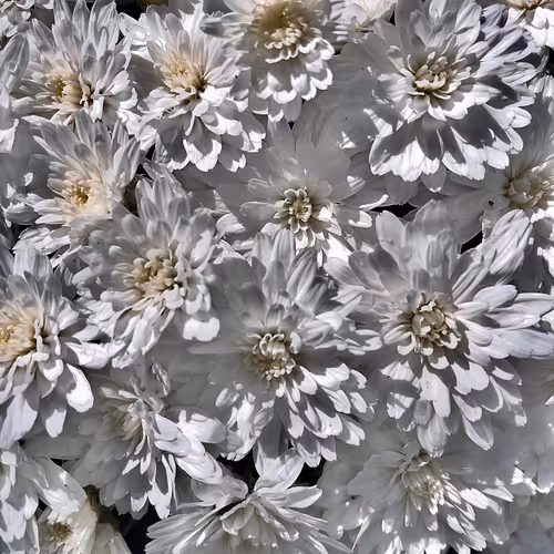 Seed Poems