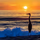 Seaside Silhouettes