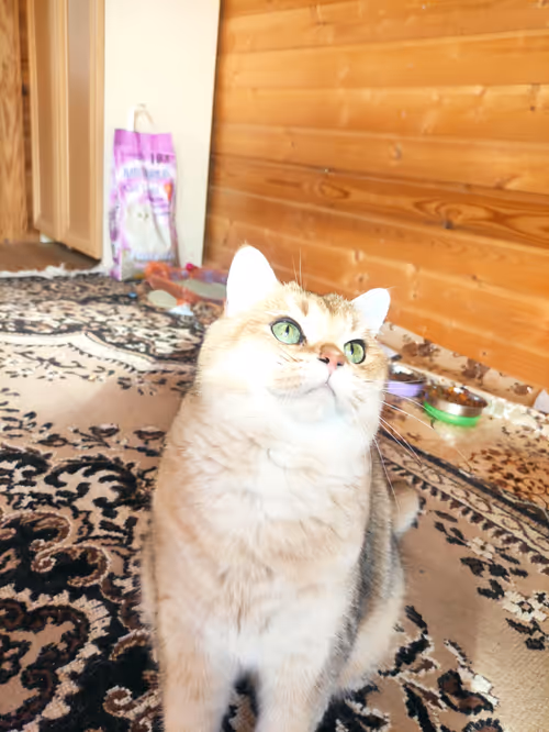 Item #46348599472569713654731178302084384440561957905567404983387339772362837983233 Media