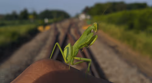 diandianpras Collection