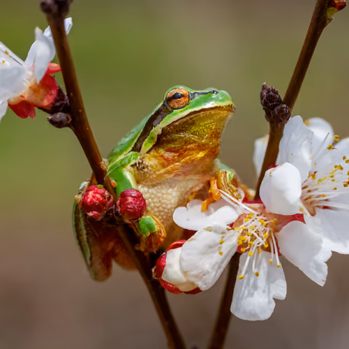spring time