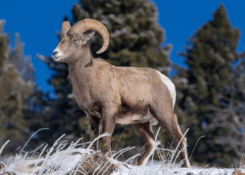 Item #75327773977478481342617408825992038679247000512655161408739199603490351480833 Media