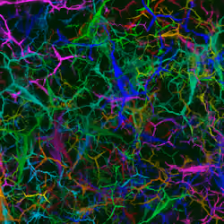Psychedelic Neuron #0203