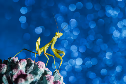 Item #103209038218613868930619060226973881085287424924468474495414640461170681577473 Media