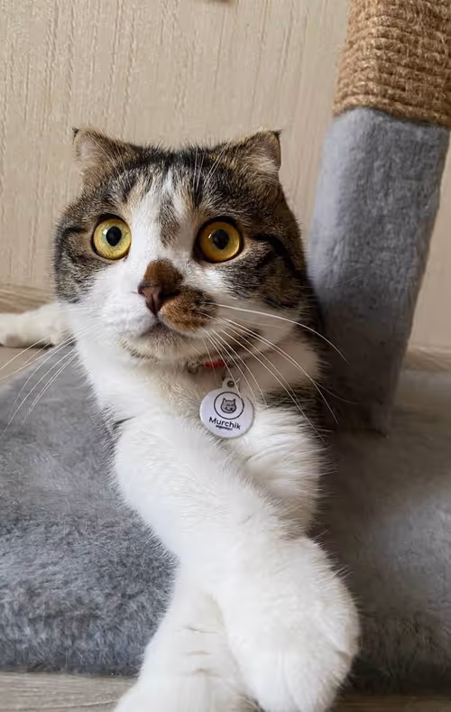 Item #51714780314179032241787952776522636894904578774096726712782613644948835139585 Media