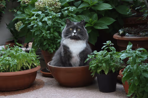 Powergatto Collection