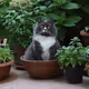 Powergatto Collection