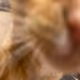 2046627473782915322145363671740632267402148459729307392988844230143064932353
