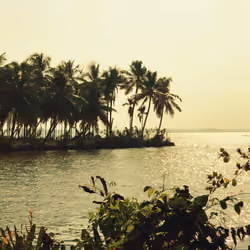 The coconut coast