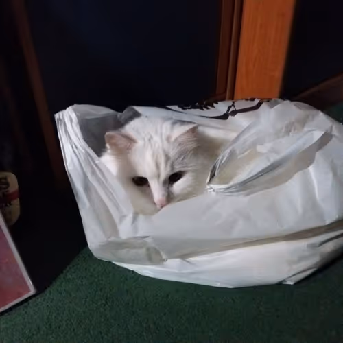 Cat By Name Zefir