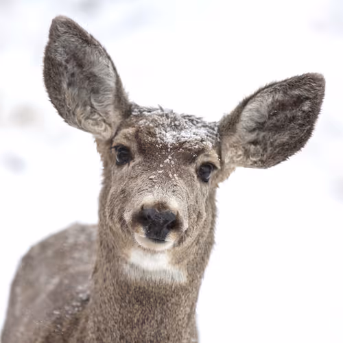 Balance #38 Mule Deer 