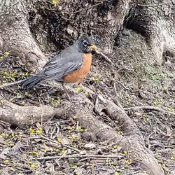 Robin