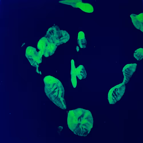 Item #82156306384610747966184862212727550247456131418142315154672423513841805033473 Media